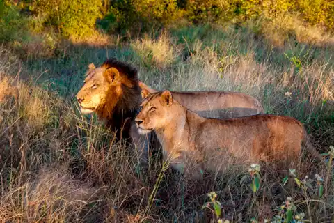 Kruger National Park - © www.theguys.co.za